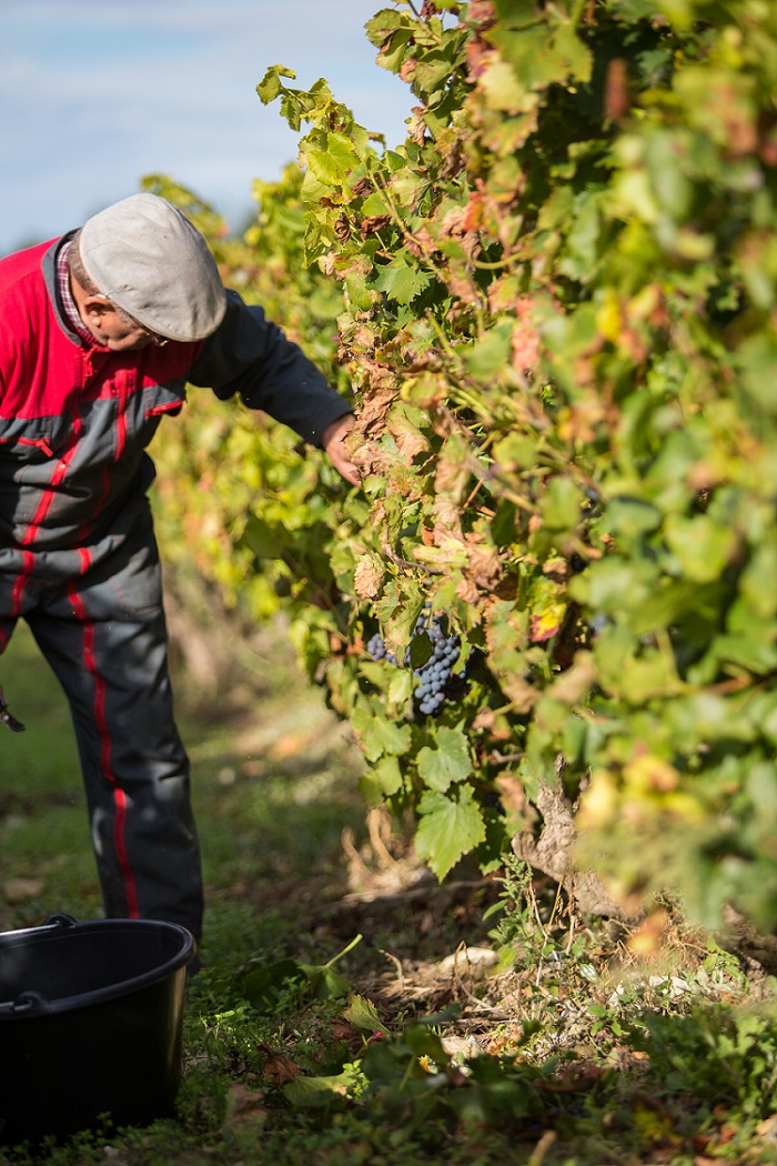 vendanges