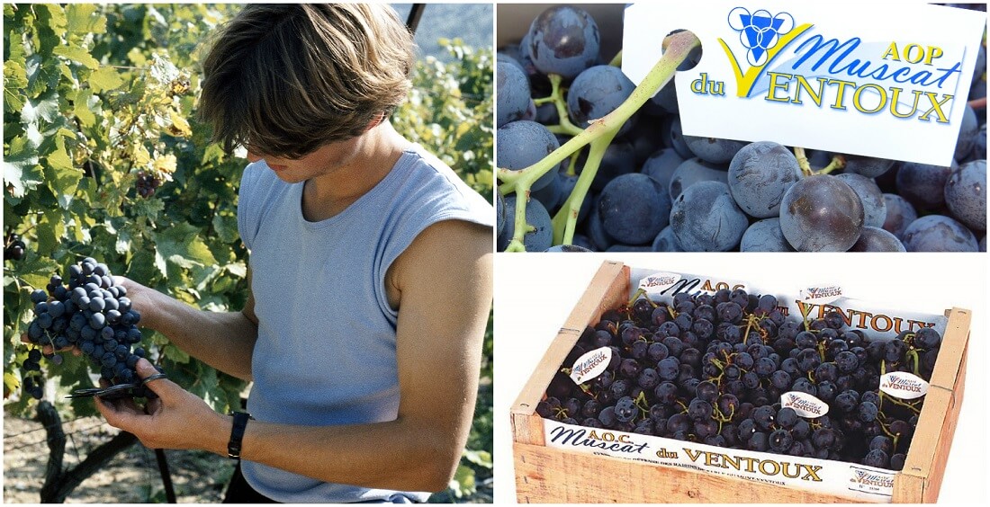 muscat du ventoux