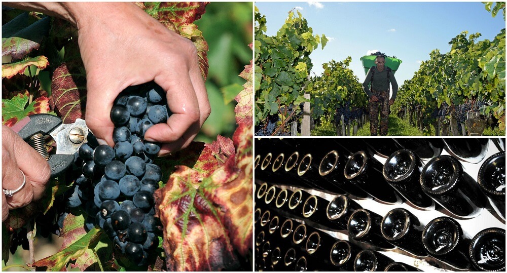 vendanges-en-provence