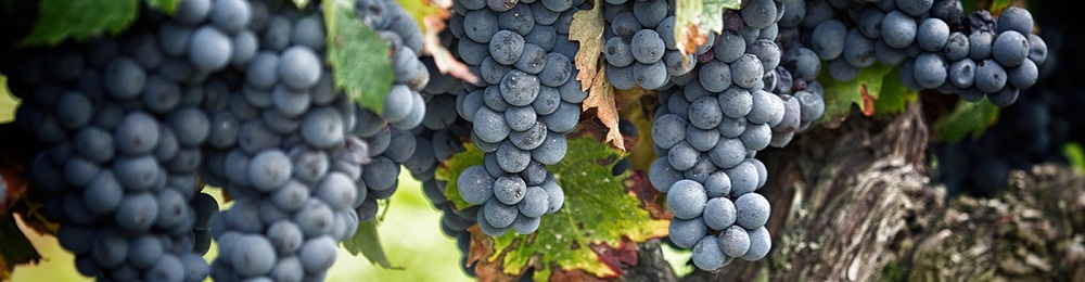 Le vin en fêtes partout en Provence