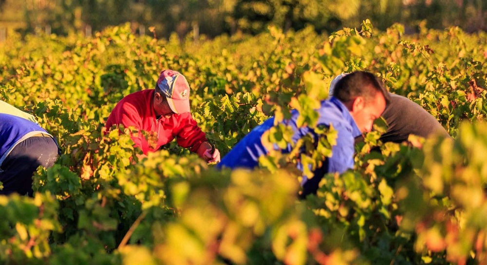 Vendanges précoces