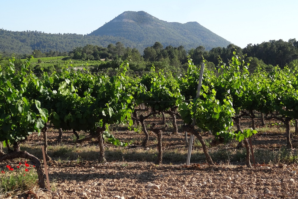 domaine des Roches Blanches