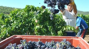 vendanges en Provence