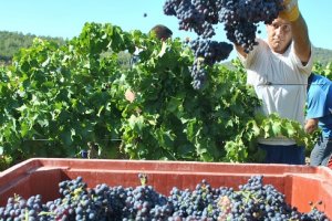 vendanges en Provence