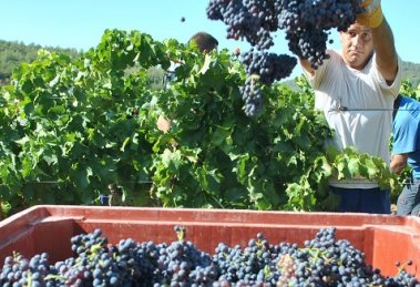 vendanges en Provence