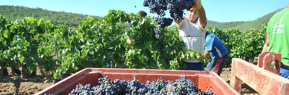vendanges en Provence