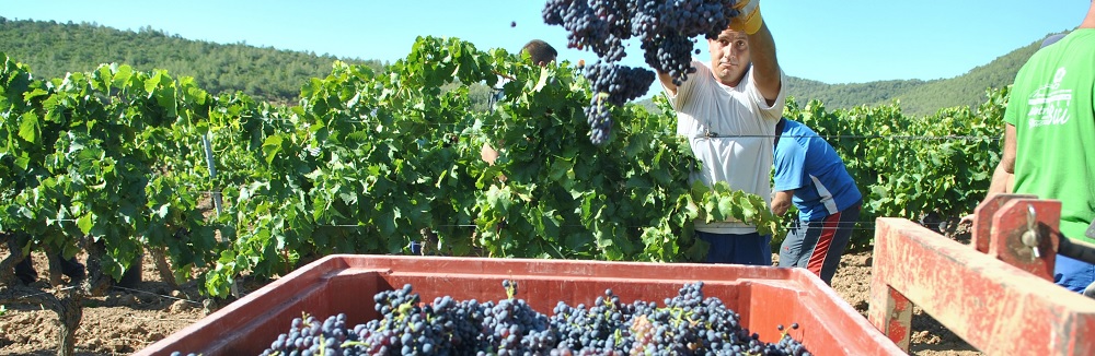 vendanges en Provence