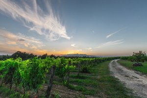 vendanges