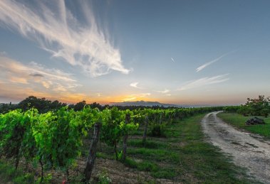 vendanges
