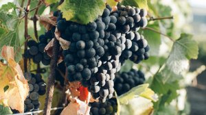 châteauneuf-du-pape