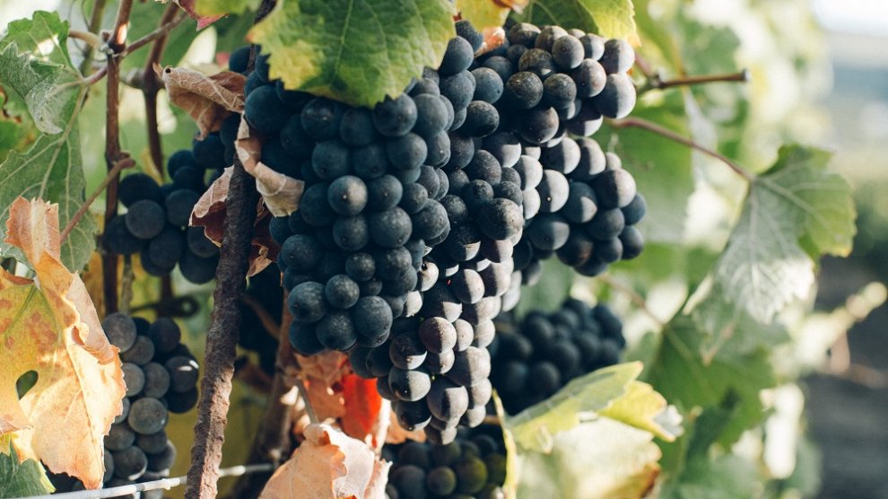 châteauneuf-du-pape