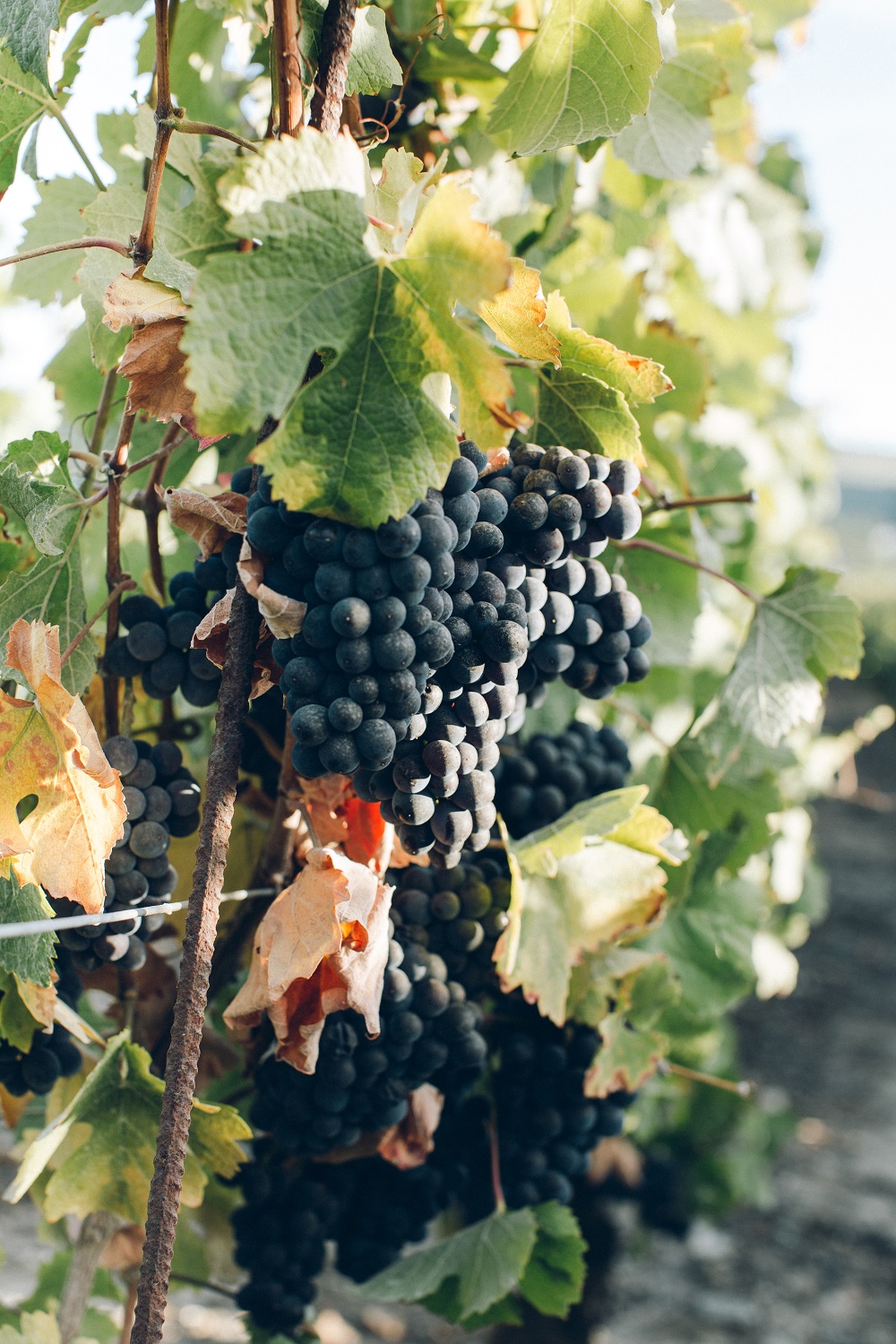 châteauneuf-du-pape