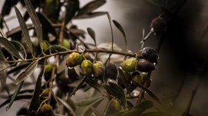 huile d'olive de Provence