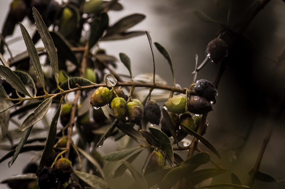 huile d'olive de Provence olives