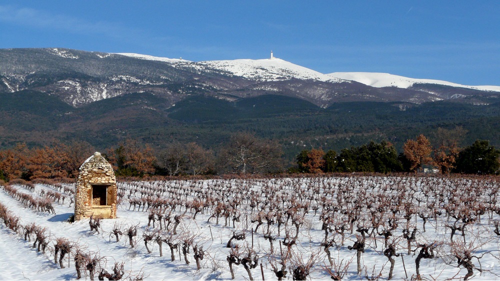 vignes sous la neige