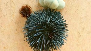 bûche de Gérald Passédat