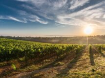 vignoble de bandol