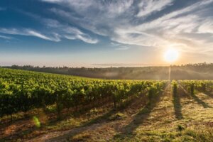 vignoble de bandol