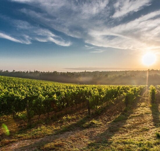 vignoble de bandol