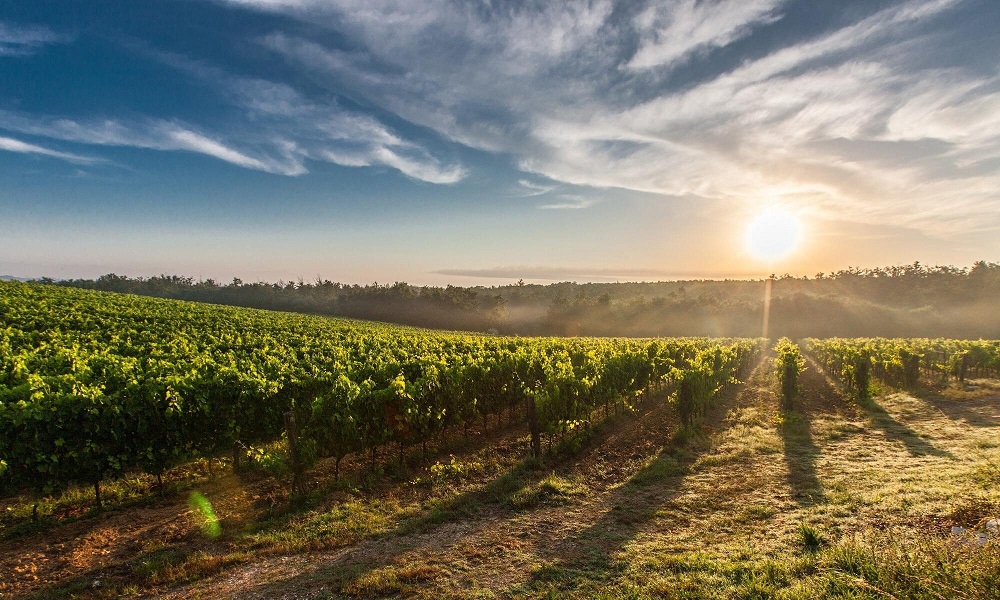 Les Escapades des vins de Bandol ont lieu dans le vignoble de bandol