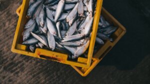 Kouss Kouss, le poisson bleu, star de l'édition 2023