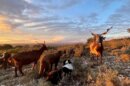 Les chèvres du Rove de Jean-Pierre Hueso paissent dans les collines de Cornillon-Confoux