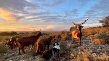 Les chèvres du Rove de Jean-Pierre Hueso paissent dans les collines de Cornillon-Confoux