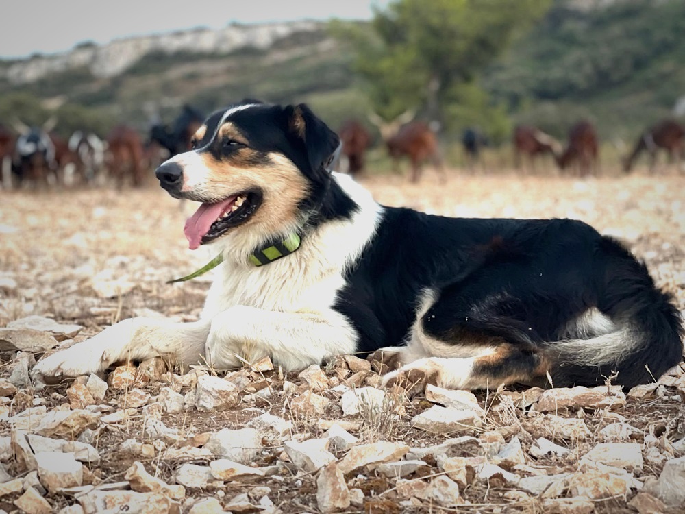 Pixel, le chien de berger de Jean-Pierre Hueso