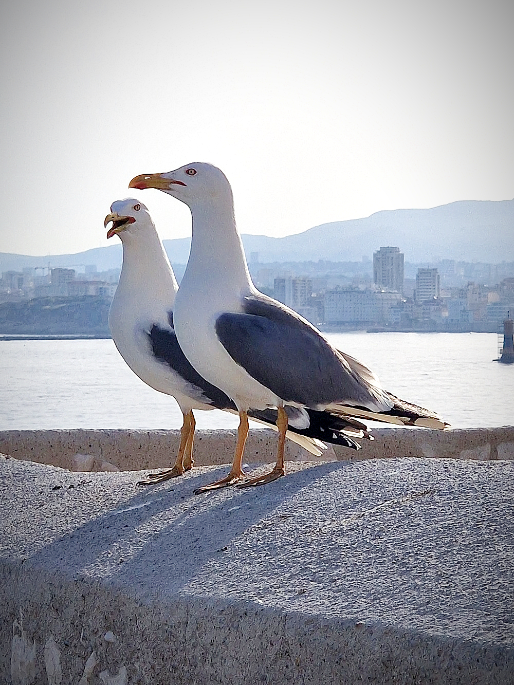 les mouettes dans la baie de MArseille