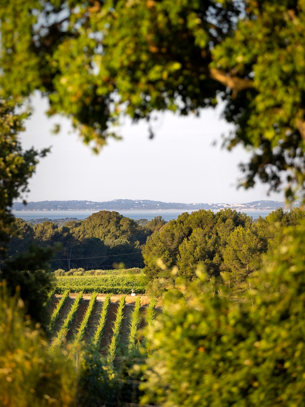 Côtes de Provence-La Londe : un terroir équilibré