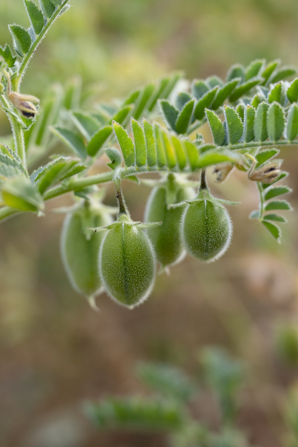 une plante de pois chiche