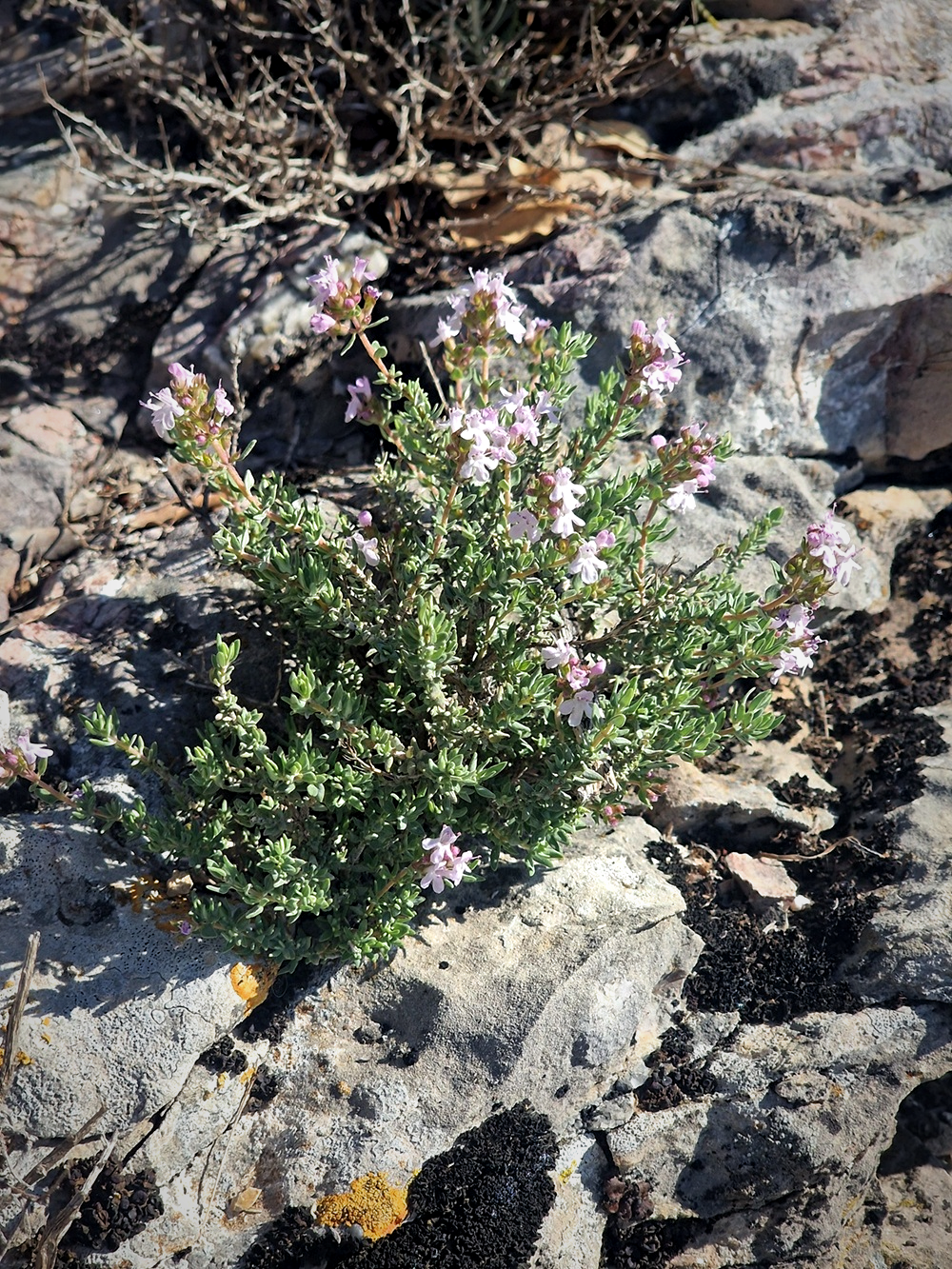 A la Distillerie des Alpillles, on ramasse le thym dans la garrigue des Alpilles