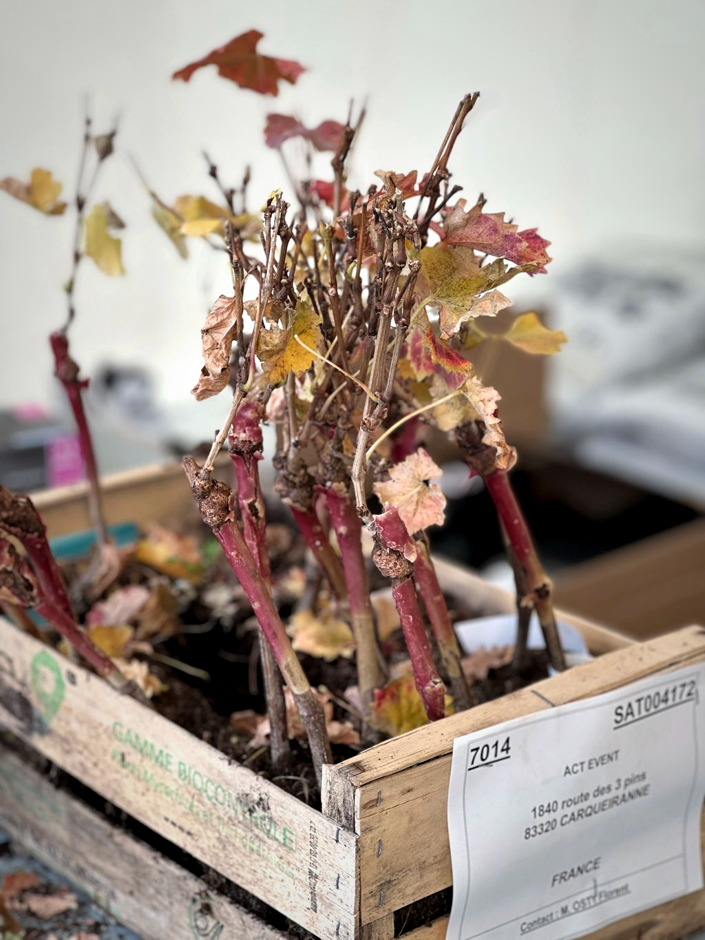 le cépage mourvedre