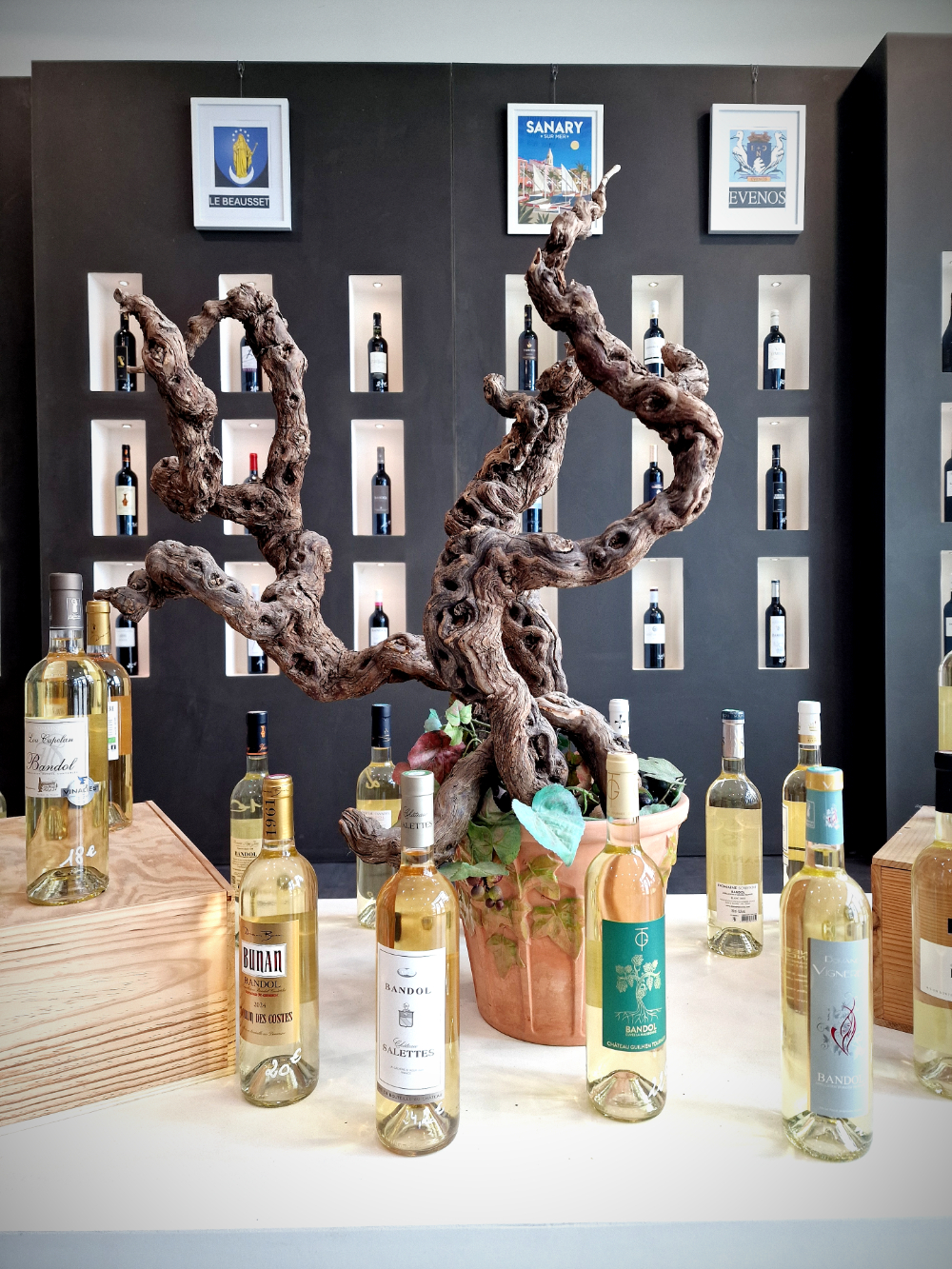 Les 6 et 7 décembre, la fête des vins de Bandol réunira 41 vignerons pour goûter 100 cuvées. Village en fête et gastronomie de rue au menu