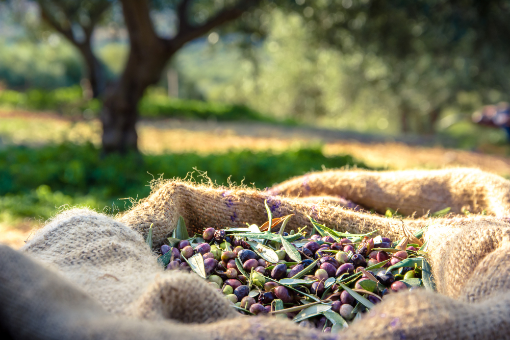La région Sud, premier bassin oléicole de France avec 6 AOP , a organisé un concours pour désigner les Meilleures huiles d'olive de Provence