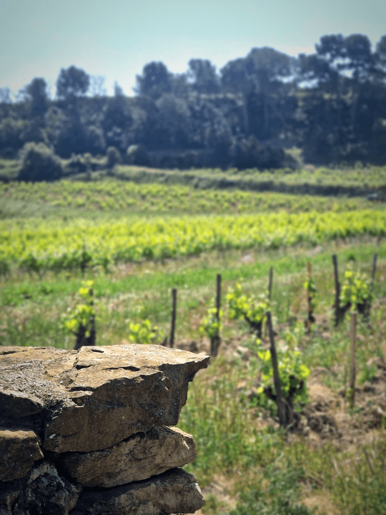 Les Escapades des Vins de Bandol du 5 au 7 juin 2026 au domaine de la Garenne : une ode au vignoble, au vin et à la gastronomie provençale