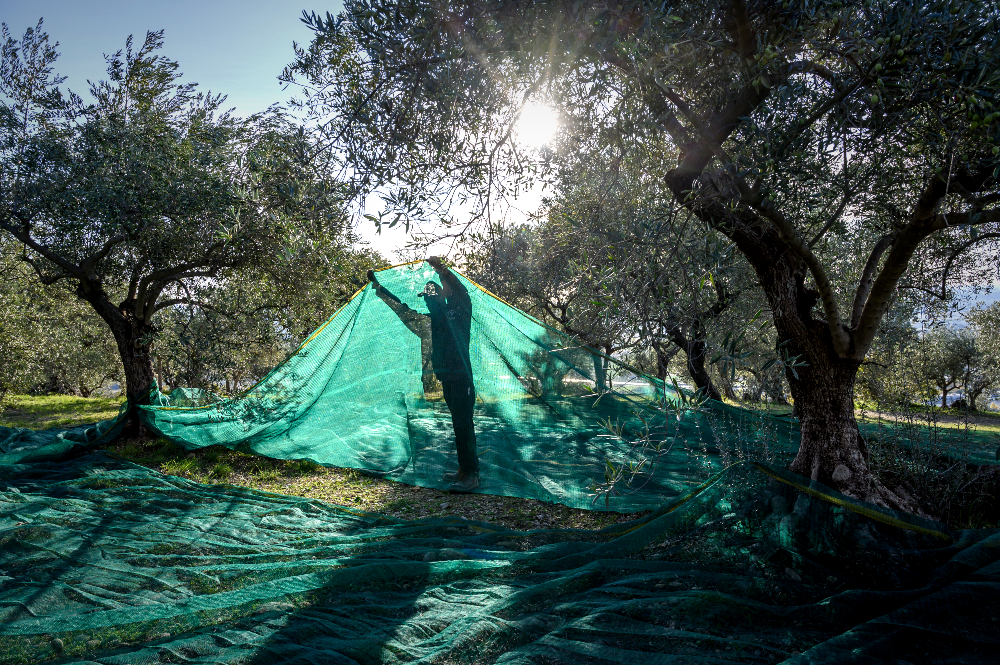 Terres de Bonaventure : l'huile d'olive centenaire de la famille Chabot décroche l'or au Concours agricole 2026. Un terroir se raconte