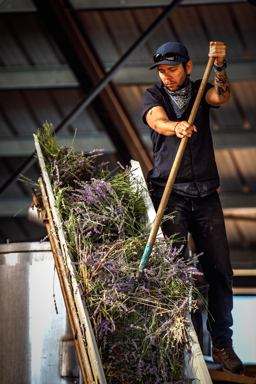 À Valensole, les Chabot cultivent leur lavande 